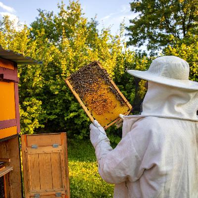 Keine Bienen- und Hühnerhaltung auf städtischem Wohngrundstück