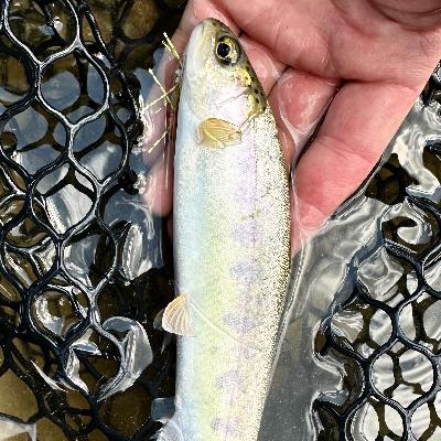 Episode #20 :  Talking High Water, Worms, Stocked/Wild Trout, and Fisheries Management with Nate Hill