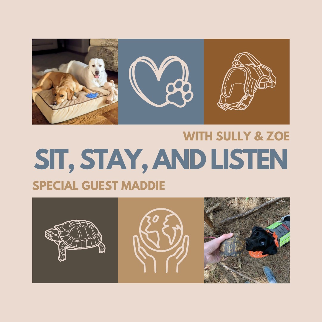 Slow but Steady: Wildlife Detection with Maddie & Theia