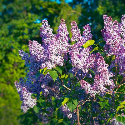 Grass Seed for Shady Areas, Ongoing Lilac Issues, Tree Planting Tips