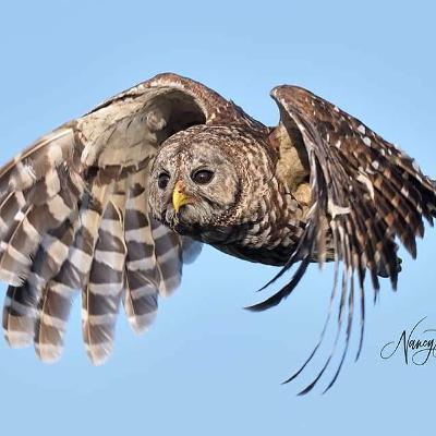 Photographing Birds in Flight