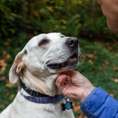 Those Blasted Mast Cell Tumors!: Grading, Staging, and Real-World Decisions Those Blasted Mast Cell Tumors!: Grading, Staging, and Real-World Decisions