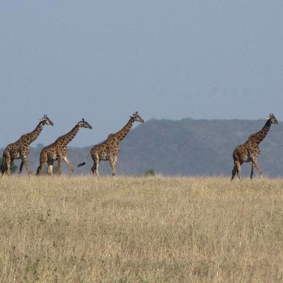 Quizz #2 - Blind test cris d'animaux - les animaux de la savane