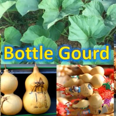 Bottle gourd plant full information