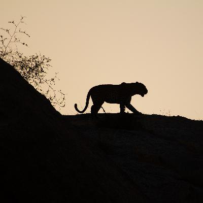Wild Diaries - Monthly Updates From Around The World