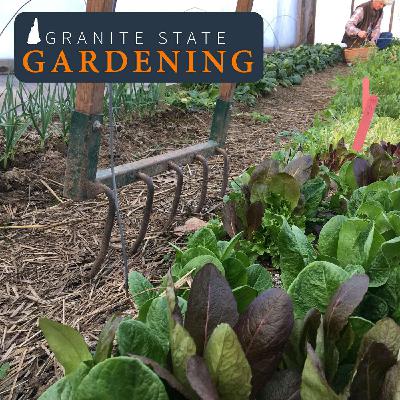 Extending the season and overwintering garden veggies, winter sowing, lovage, and putting the garden to bed