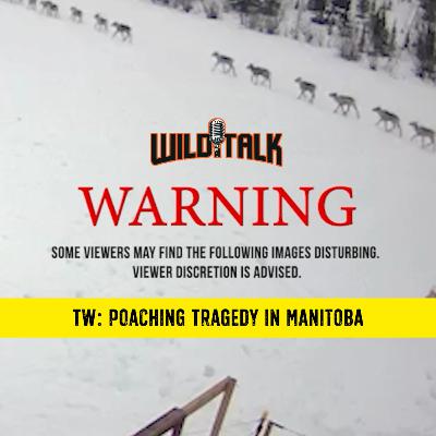 Where the Caribou Fell w/ The Manitoba Wildlife Federation | Wild Talk S4 Ep13