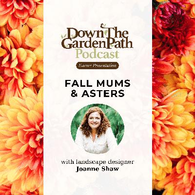 Fall Mums and Asters Fall Mums and Asters