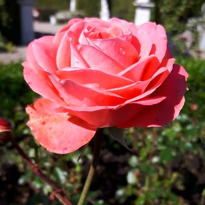 DROGI MIŁOSIERDZIA, seria 2, wtorek 12 maja DROGI MIŁOSIERDZIA, seria 2, wtorek 12 maja