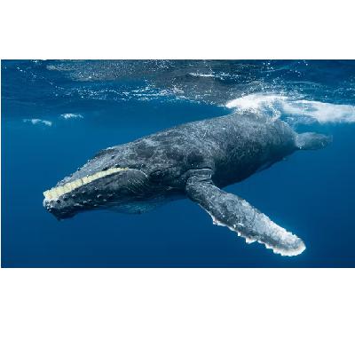 なぜクジラは私たちのように歯を持っていないのですか？