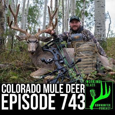 743 Colorado Mule Deer