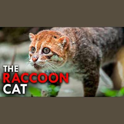 The Ultrarare Flat-Headed Cat