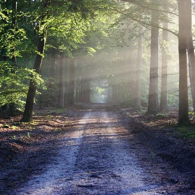 The Road by Cormac McCarthy