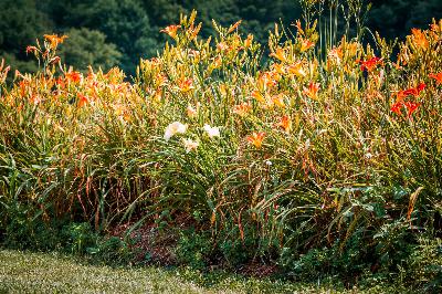 Listeners ask for garden help with their sticky daylilies, invasive worms and asparagus beetles