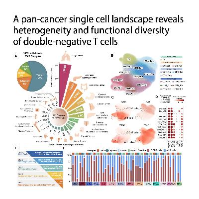 771-泛癌视角下双阴性T细胞单细胞图谱与功能多样性研究