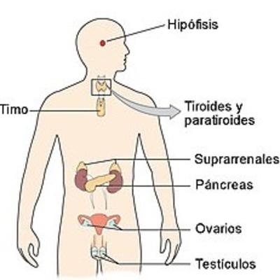 Sistema Endocrino