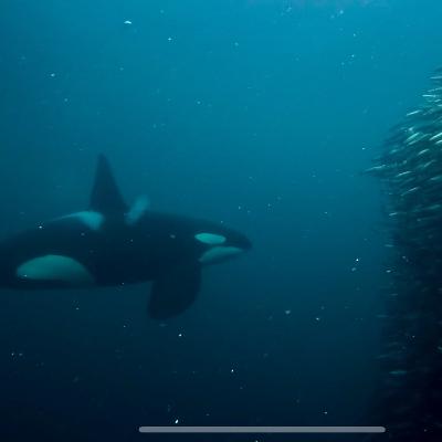 #192 – Eisige Tiefe, wildes Herz: Eine Woche unter Orcas und Buckelwalen #192 – Eisige Tiefe, wildes Herz: Eine Woche unter Orcas und Buckelwalen