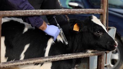 La UE autoritza a ampliar la vacunació per la dermatosi nodular contagiosa