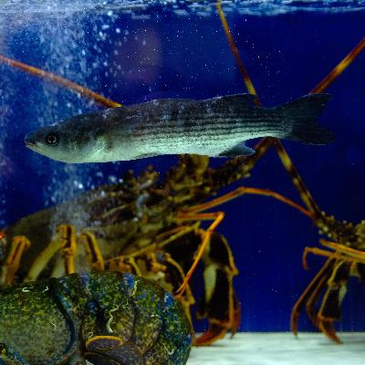 "Ante oder der Thunfisch" von Joёl László