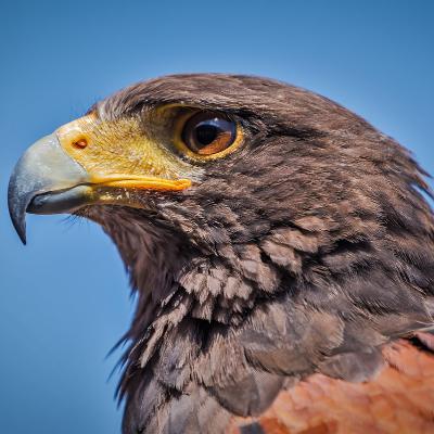 Exceso de espectáculos con rapaces Exceso de espectáculos con rapaces