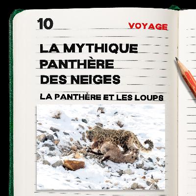 #10. La mythique Panthère des neiges.2 (Ladakh) #10. La mythique Panthère des neiges.2 (Ladakh)
