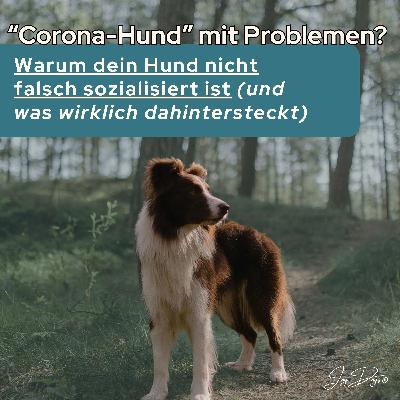 “Corona-Hund” mit Problemen? Warum dein Hund nicht falsch sozialisiert ist (und was wirklich dahintersteckt) “Corona-Hund” mit Problemen? Warum dein Hund nicht falsch sozialisiert ist (und was wirklich dahintersteckt)