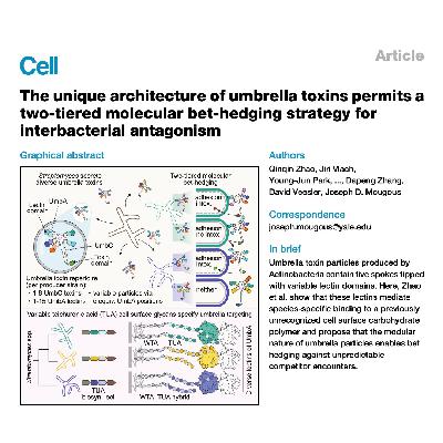 325-UmbA介导伞状毒素的聚糖靶向