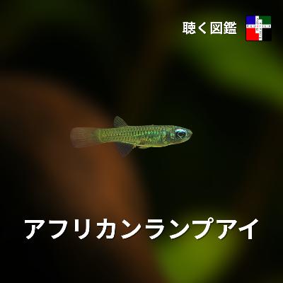 輝く瞳の裏側:アフリカンランプアイの数千万年サバイバル 輝く瞳の裏側:アフリカンランプアイの数千万年サバイバル