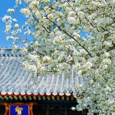 梨花开，把清白的故事说了又说（作者：曹一雪，诵读：丫丫）