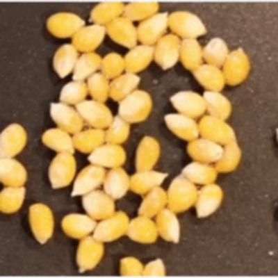 Nie tylko o końskich biegach i moich wątpliwościach co do... Nie tylko o końskich biegach i moich wątpliwościach co do...