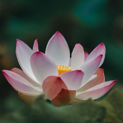 分享关于禅修盘腿的一些想法，不要刻意找身体的痛来禅修。