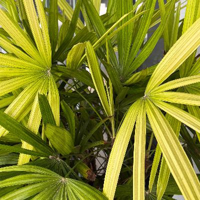 EL PAN QUE SACIA (E2045). EL PAN QUE SACIA (E2045).