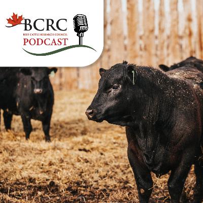 Episode 111: Artificial Insemination Brings Big Benefits to Small Beef Herds