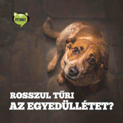 A kutya rosszul tűri az egyedüllétet? A szeparációs szorongás kezelhető!