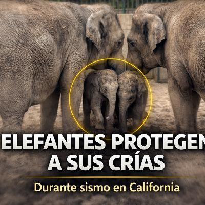 LOS DESVELADOS - ELEFANTES REACCIONAN ANTE SISMO EN CALIFORNIA LOS DESVELADOS - ELEFANTES REACCIONAN ANTE SISMO EN CALIFORNIA