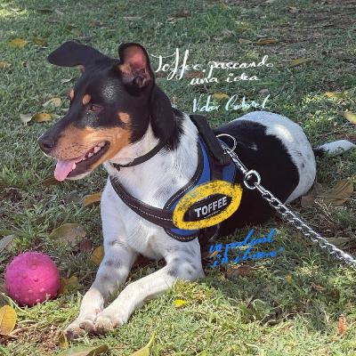 Toffee, carriles bici. Toffee, carriles bici.