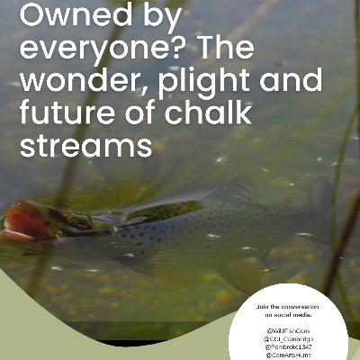 The crisis facing our chalk streams