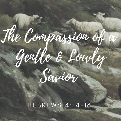 The Compassion of a Gentle and Lowly Savior