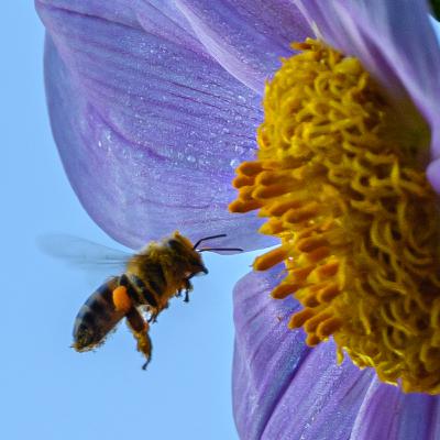 The Ajmak Trecena (19th November - 1st December 2025) The Ajmak Trecena (19th November - 1st December 2025)