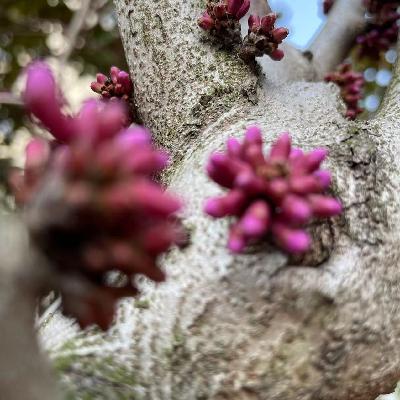 Special Episode - 314 of 2022