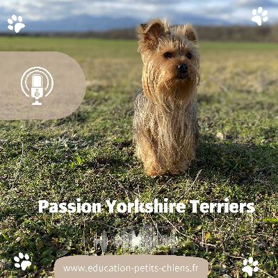 Passion Yorkshire terriers le blog d’Oscar : mon 1er concours