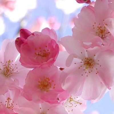 Curso De Naturopatia