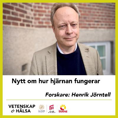 Nytt om hur hjärnan fungerar