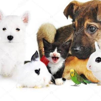 La importancia de mi tienda online para mascotas
