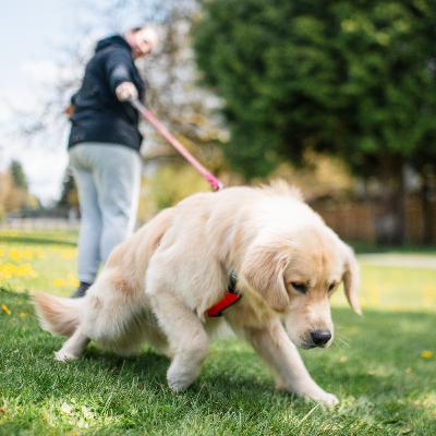 BONUS: Rating Common Reactivity Training Tools