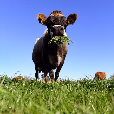 Billionaires, immoral orders and cow tools