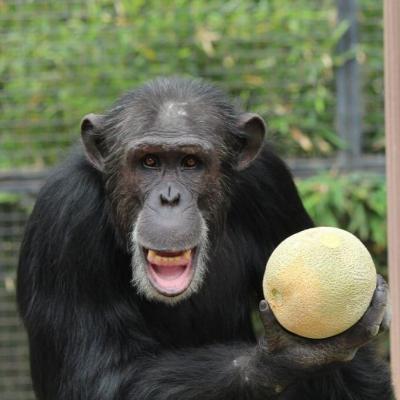 Episode 92 - Chopped Chud Chimps