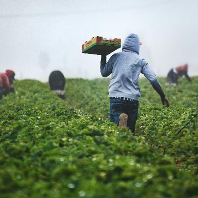 FLASHBACK: Shattering the myth of Canada 'the good' -- How we treat migrant workers who put food on our tables