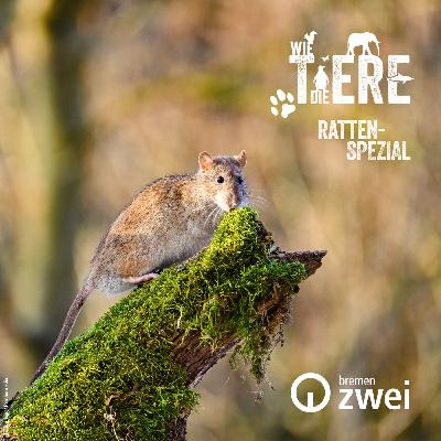 Ratten-Spezial | Schlaue Nager mit schlechtem Ruf Ratten-Spezial | Schlaue Nager mit schlechtem Ruf