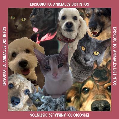#10 Animales Distintos